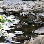Outdoor Patio Areas and Water Features