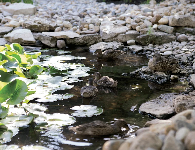 Outdoor Patio Areas and Water Features