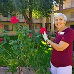 Volunteer pruning roses