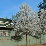 Image of Margaret T Morris Center (1)