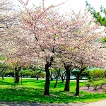 Image of Connect55+ Orchard Park (4)