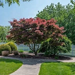 Image of Linden Village (10)