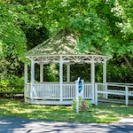 Image of Elderwood Of Scallop Shell At Wakefield (10)