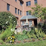 Image of Cherry Blossom (3)