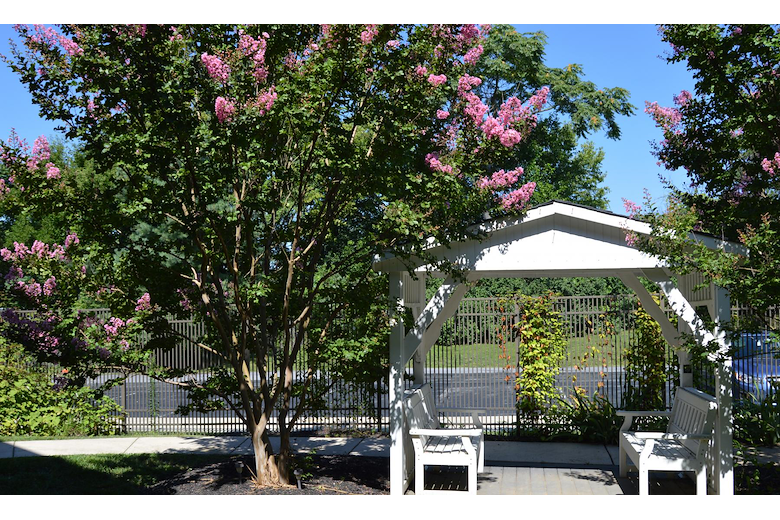 Image of Homewood at Williamsport Senior Living (4)