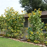 Image of Hawksbill (2)