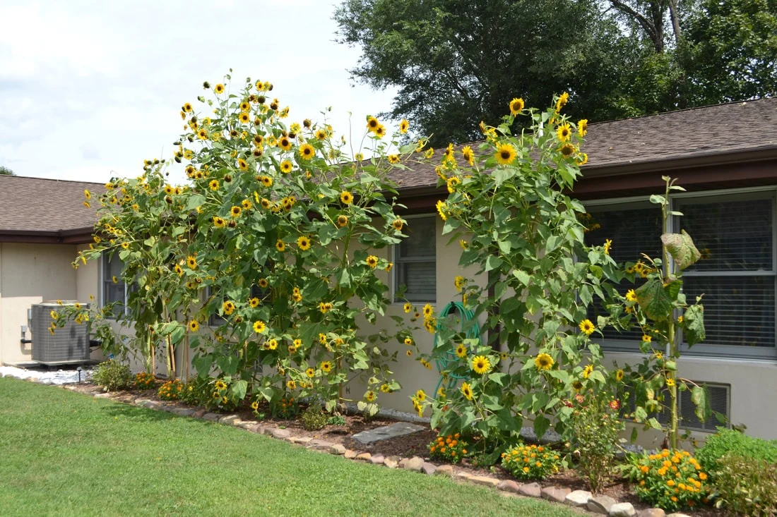 Image of Hawksbill (2)