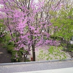 Image of Majestic Care Commons at Perrysburg (7)