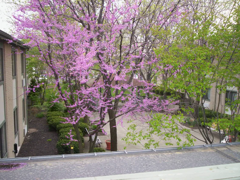 Image of Majestic Care Commons at Perrysburg (7)