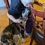 Spring Village at Hammonton resident enjoys a visit from a dog