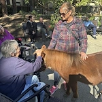 Petting Mini Horses