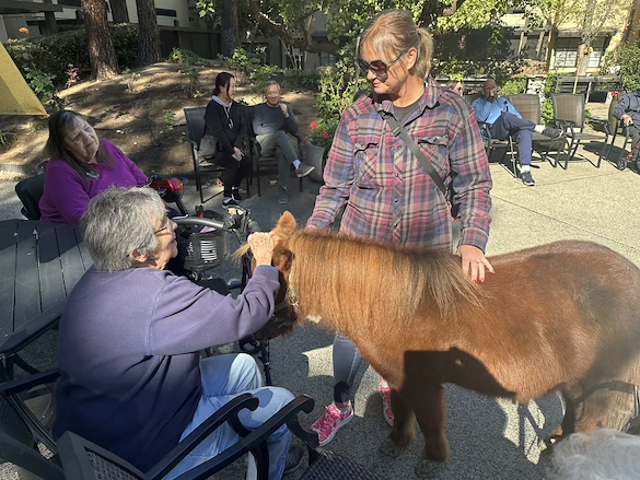 Petting Mini Horses