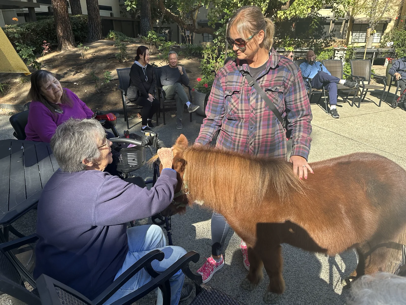 Petting Mini Horses
