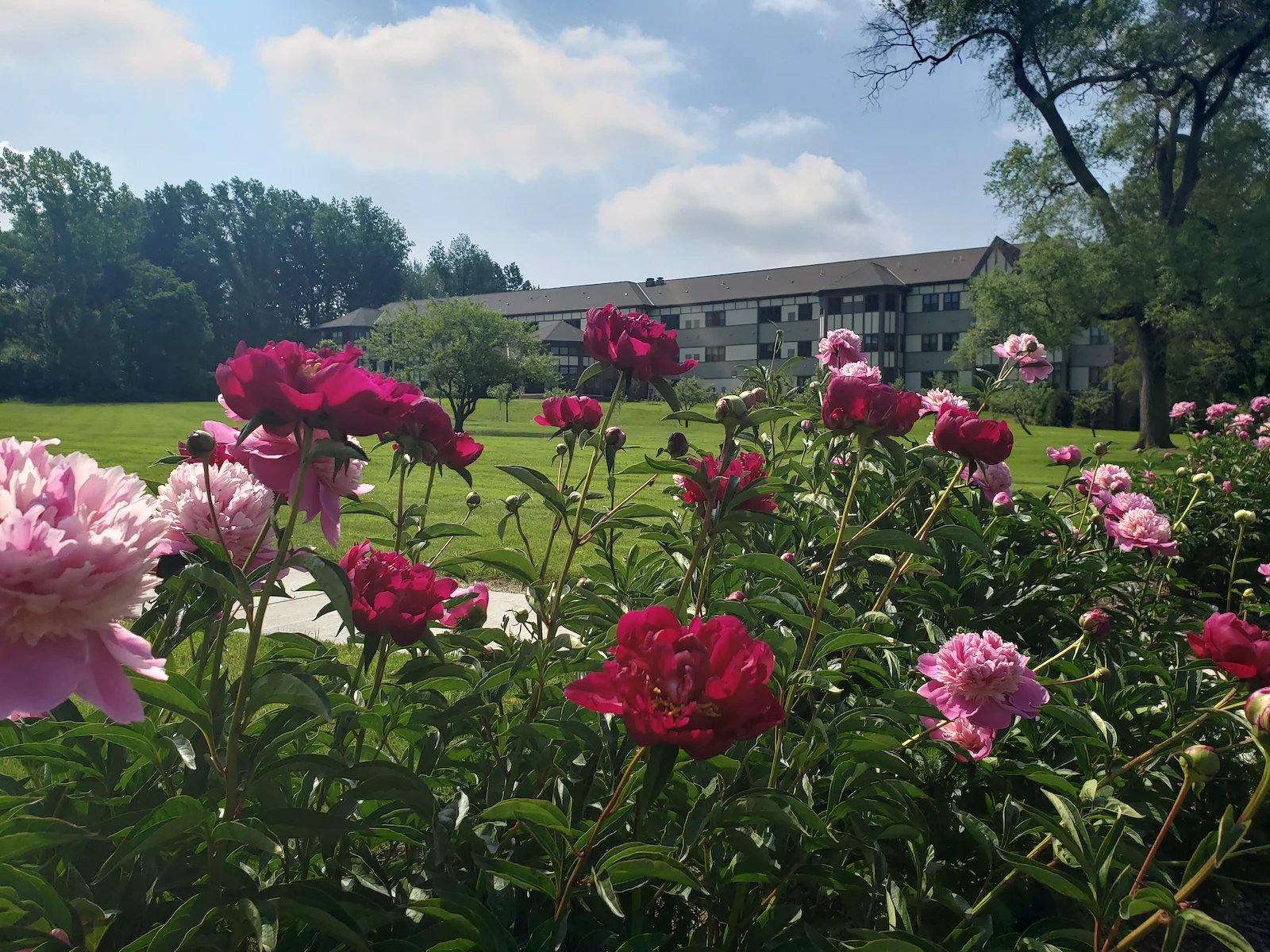 Flowers overlooking assisted living