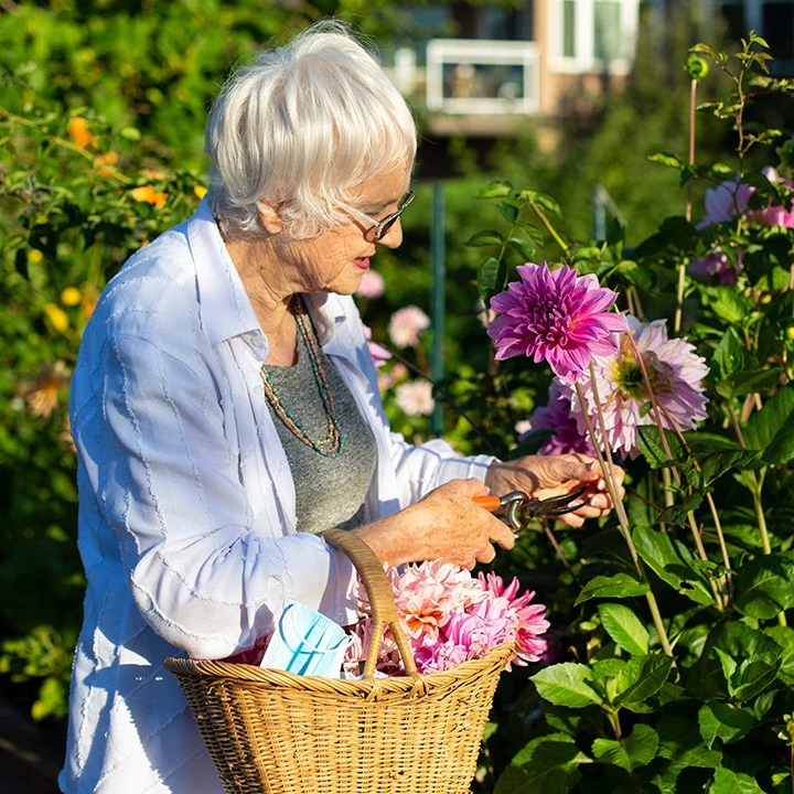 Judson Park Senior Living in Des Moines, WA, resident gathering beautiful flowers