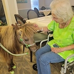 ESA mini horse