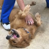 dog at Ascension Living Sacred Heart Village Senior Living in Avilla, Indiana