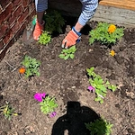 Brookdale Green Hills Cumberland gardening